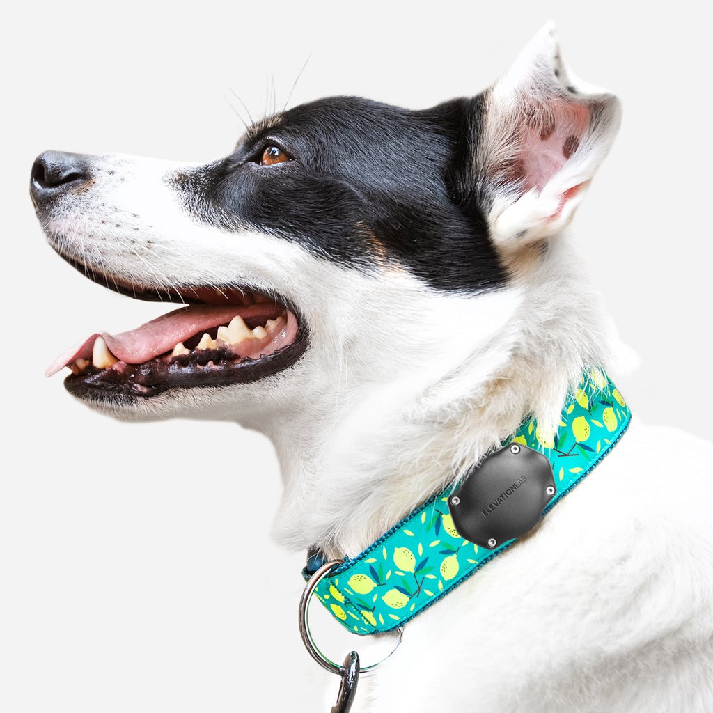 TagVault: Pet for AirTag - Glow in the Dark