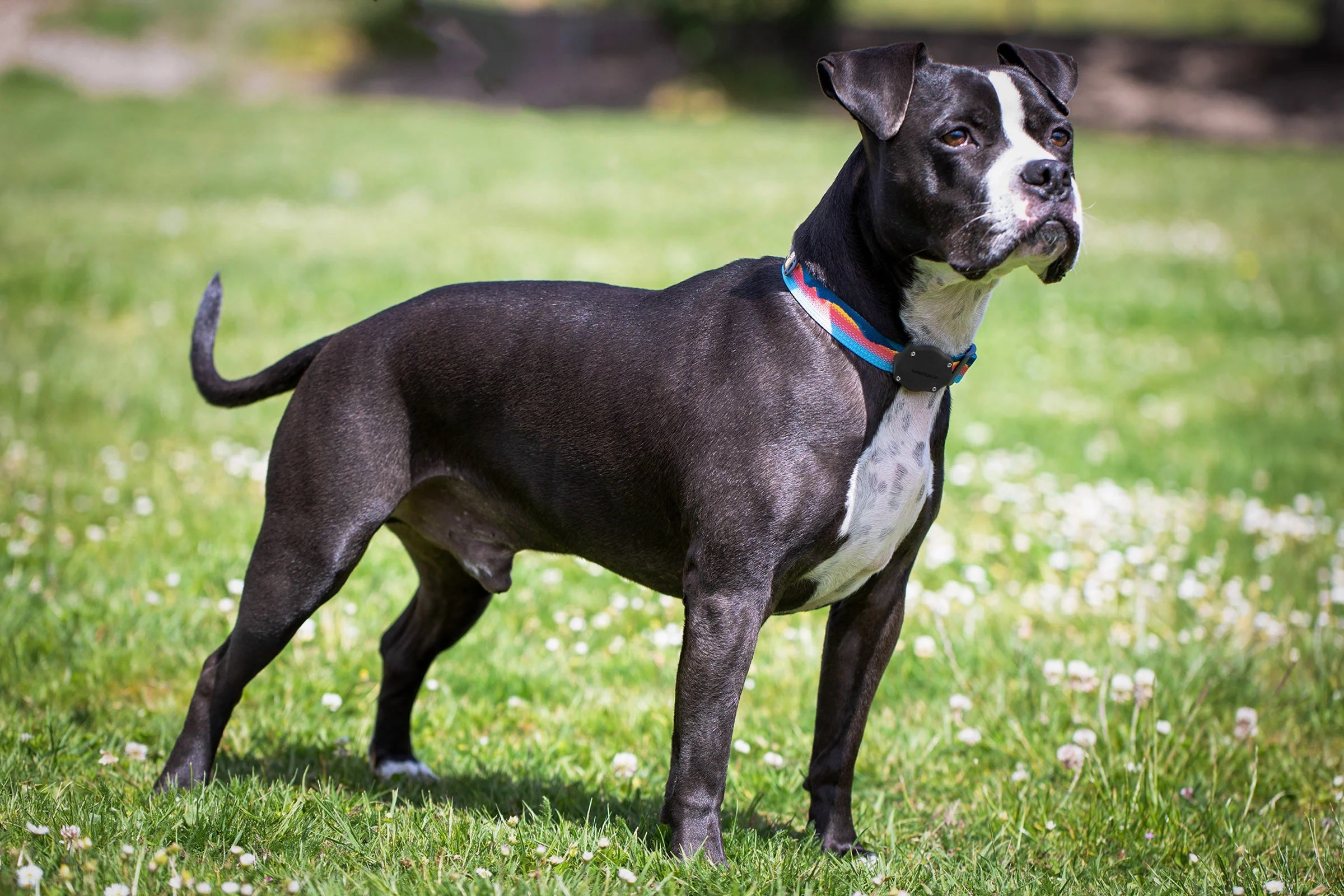 TagVault: Pet for AirTag