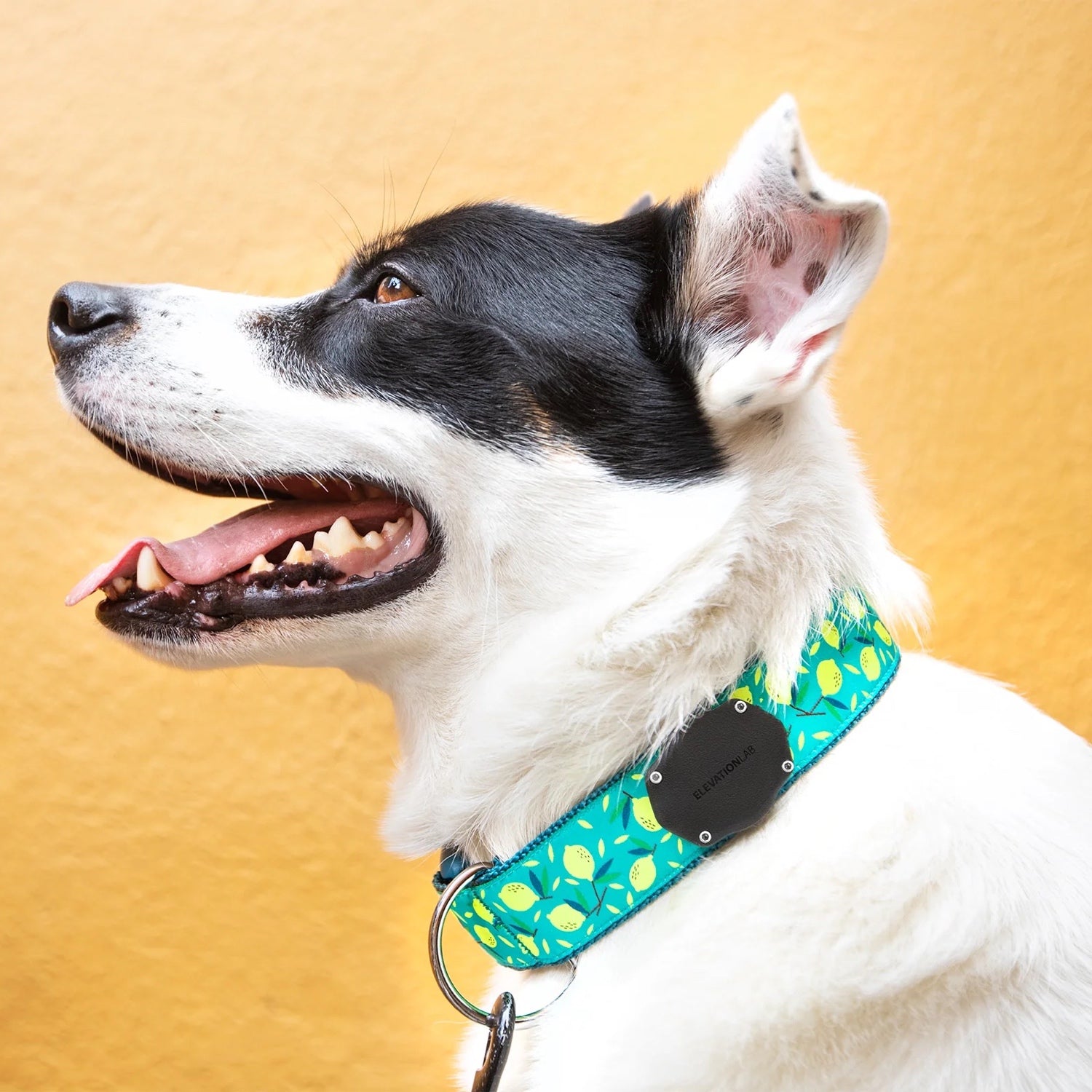 TagVault: Pet for AirTag